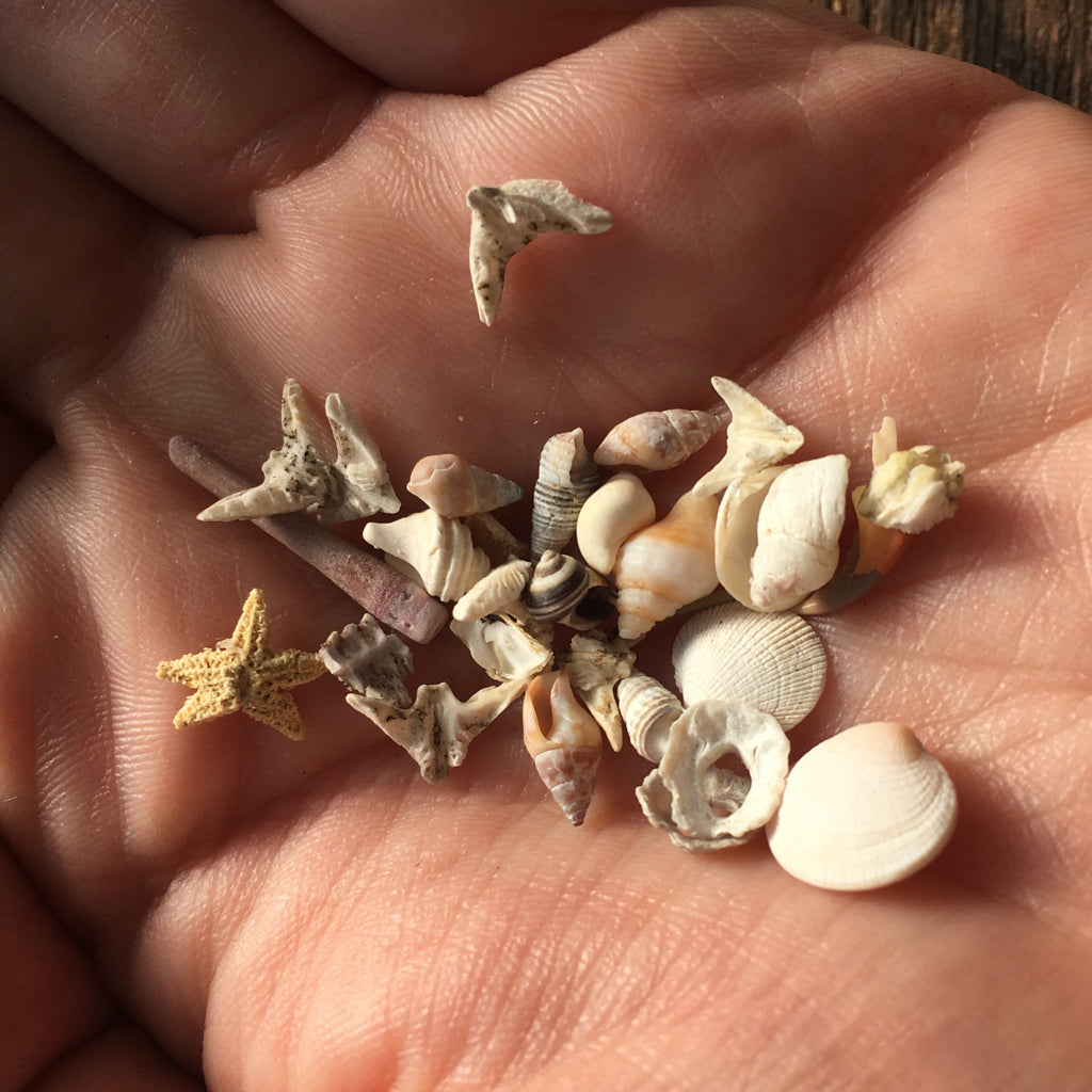 Sitka Periwinkle Shell Stud Earrings